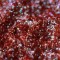 Forbidden - Pigment Pulbere Rasina Epoxidica Forbidden - Pigment Pulbere Rasina Epoxidica