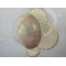 Pigment Pulbere Rasina Epoxidica - Solaris Pigment Pulbere Rasina Epoxidica - Solaris