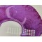 Pigment Pulbere Rasina Epoxidica - Rose Pigment Pulbere Rasina Epoxidica - Rose